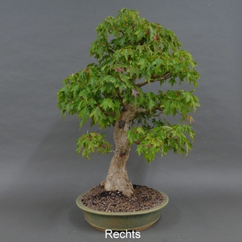 Preview: Acer buergerianum rechts